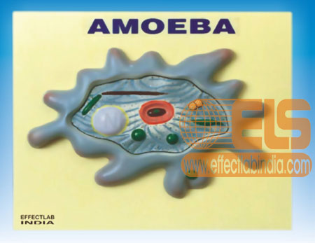 Amoeba