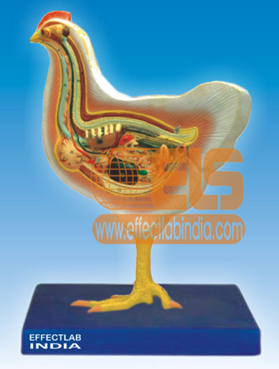 Chicken Dissection Model