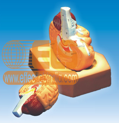 Human Brain Model- 2 Parts 