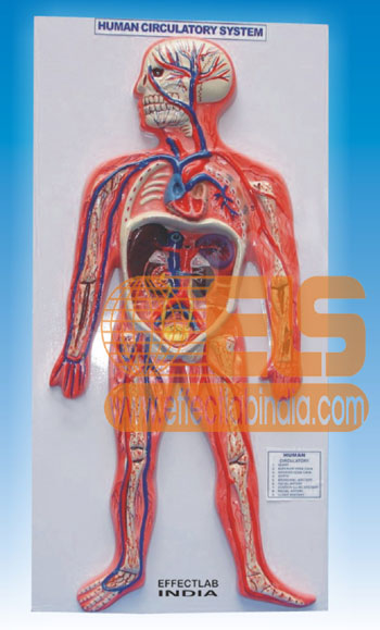 Human Circulatory System