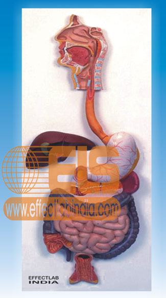 Human Digestive System