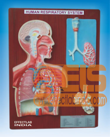 Human Respiratory System