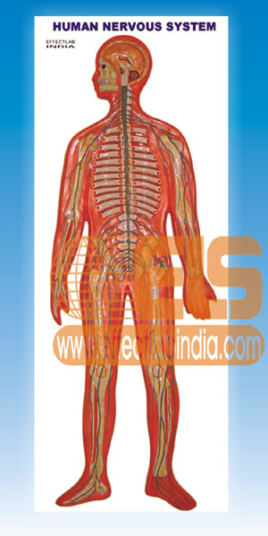 Human Nervous System