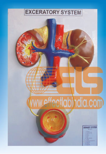 Human Urinary System