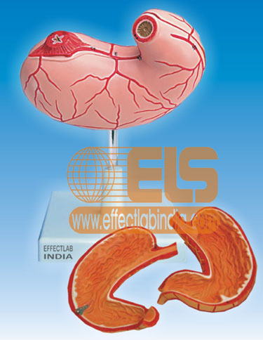 Stomach Model 2 Parts