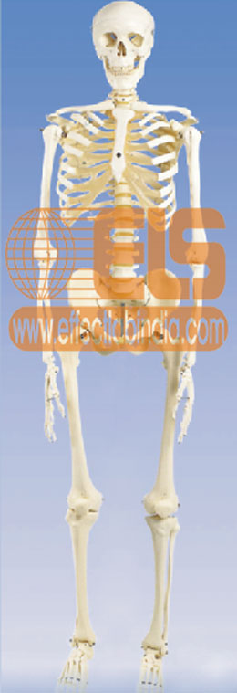 Human Skeleton Model